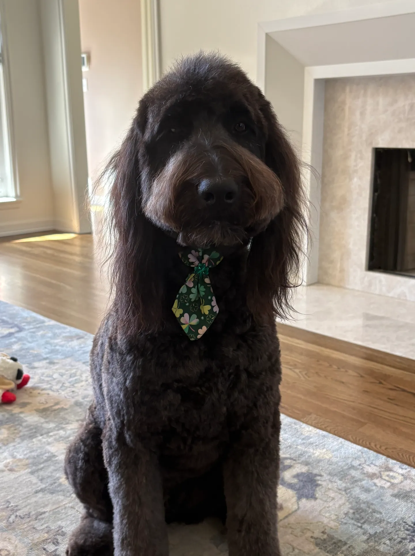 Relaxed dog receiving pet sitting care