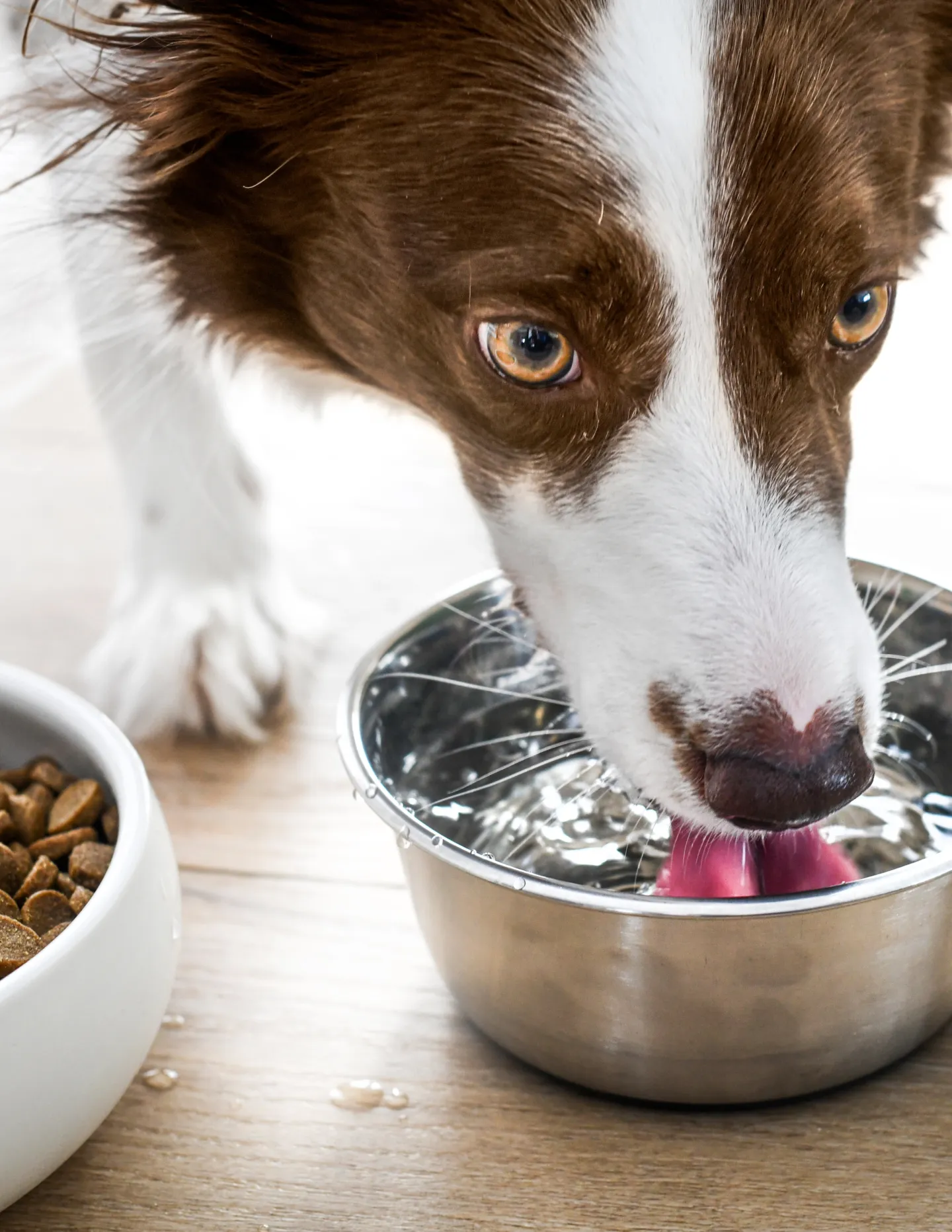 Pet receiving care and attention